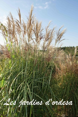 Miscanthus sinensis malparthus